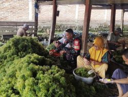 Babinsa Koramil 1407-11/Barebbo Laksanakan Komsos Dan Beri Motivasi Kepada Petani Rumput Laut Di Desa Kading
