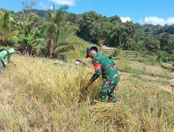 Babinsa Koramil 20/Bontocani Turun Langsung Gotong Royong Panen Padi Bersama Petani Di Kelurahan Kahu