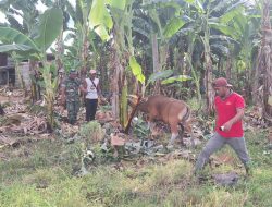 Babinsa Koramil 02/Dua Boccoe Kodim 1407/Bone Melaksanakan Pendampingan Penyuntikan Vaksin Sapi Di Desa Tawaroe